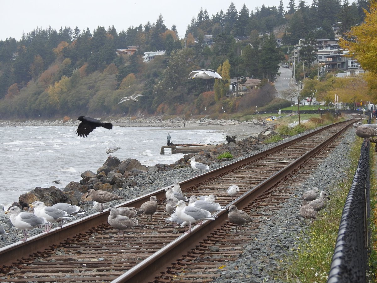 rssmoorthy's tweet photo. I’m loving (surprised too) the wild theories in the comments, but honestly, my money is on these majestic birds. They clearly formed a union, demanded better snacks, and staged a sit-in right on the tracks to halt the train. Note: This photo is an oldie of mine (dated 22-Oct-2017) but a goodie, not the live scene, but it perfectly captures the "we live here now" vibe. #Birds #trains #whiterock #trainlover #traintracker #BirdBricade #TrackTrapped #FeatheredFeud #TrainDelayDrama #AvianAudacity #SitInStrike #ChaoticBirds