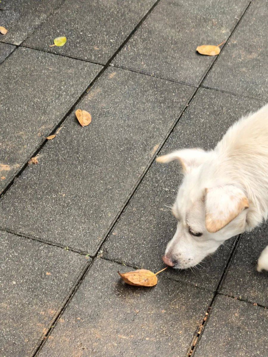 Giuseppina4xc's tweet photo. Today my tiny puppy took his first unsteady steps to greet me by the door  Growing up too fast but every wobbly move is a sweet memory. https://t.co/5yO8TeGaku
