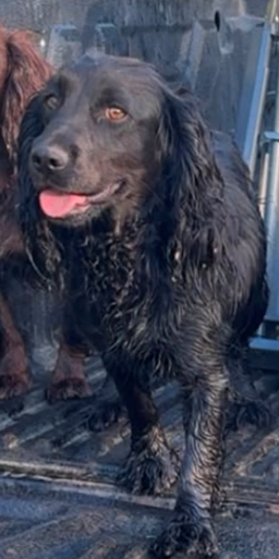 kent_police's tweet photo. Update: We're continuing to appeal for witnesses, CCTV and dashcam footage after 2 dogs were reportedly stolen from Sevenoaks.

One has now been found, but we're still searching for Betty.

More here: https://t.co/DYSrTC19Al https://t.co/KM5MMAsQLa