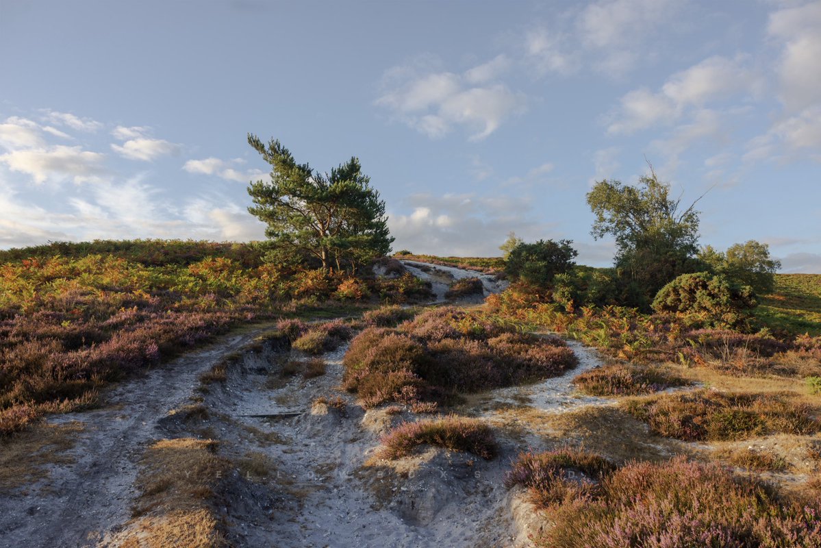 yellowboxlens's tweet photo. New Forest Heather 🌳💜
📍New Forest, Hampshire, England
@CanonUKandIE
@ForestryEngland
Captured With:
Camera:
Canon Eos R5
Canon RF 24 - 70 mm
#newforest #sunrise #sunrisephotography #photography #canon https://t.co/pTcXoZ6FTQ