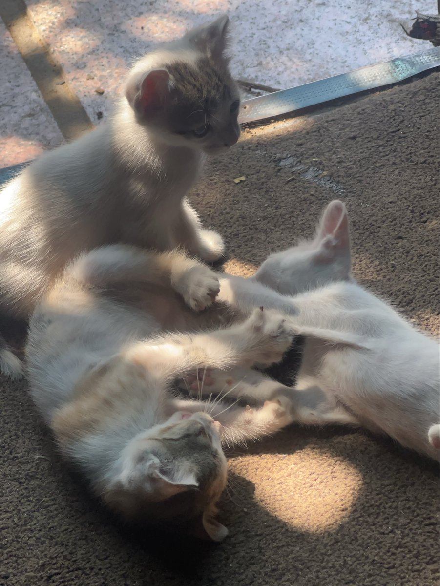 RescueCare's tweet photo. In Gaza, we are trying to teach them something stronger than war: kindness.❤️

These children came to feed the cats at our shelter today.

And while they watched them eat, the little kittens were nearby doing what kittens should be doing — playing, feeling safe, and knowing nothing about the world outside these walls.🐈🐾

This is what we are trying to protect.

Not just animals.

A small place in Gaza where compassion is still alive.🌱🇵🇸

If you believe this little place deserves to survive, stay with us.❤️

PayPal: https://t.co/Lzv7nazr6v
GoFundMe: https://t.co/MKk58SRPaQ

#Gaza #SaveAnimals #Shelter #Cats #AnimalRescue