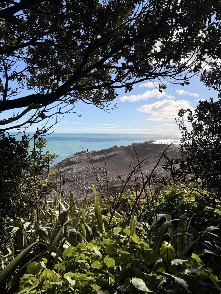 Sajibkumarray1's tweet photo. New Zealand's beaches are absolutely stunning. https://t.co/MuK0bYgbxf