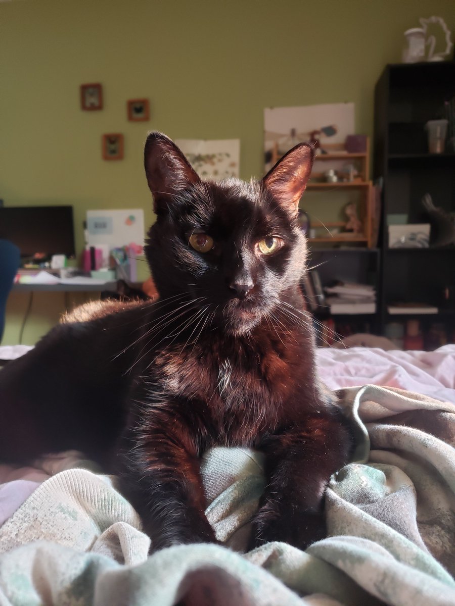 SarahIsTits's tweet photo. @oreoeocat My sweet boy Rufus ❤️ he will turn 14 in November https://t.co/2AX3rp7DD6
