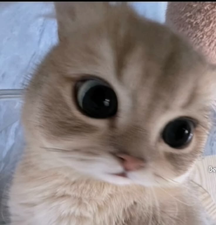 nekocatts's tweet photo. No thoughts https://t.co/SVeq8uQTit