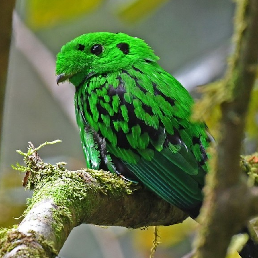 AMAZlNGNATURE's tweet photo. This little green bird is the Whitehead’s Broadbill https://t.co/m1daLRZZJN