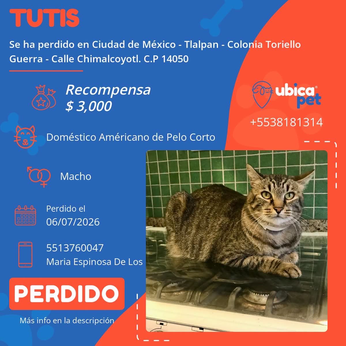 UbicapetMexico's tweet photo. 🟠 PERDIDO. 🟠
👉 Más info: https://t.co/igsFeWOx0Z

P7762

▪️Tutis
▪️Macho
▪️ Doméstico Americano de pelo corto 
▪️Color gray tabby o atigrado color gris 
▪️Collar antipulgas gris 
▪️Sin Placa 
▪️ CDMX 
▪️ Alcaldía Tlalpan 
▪️Colonia Toriello Guerra https://t.co/00uJWvbiXw