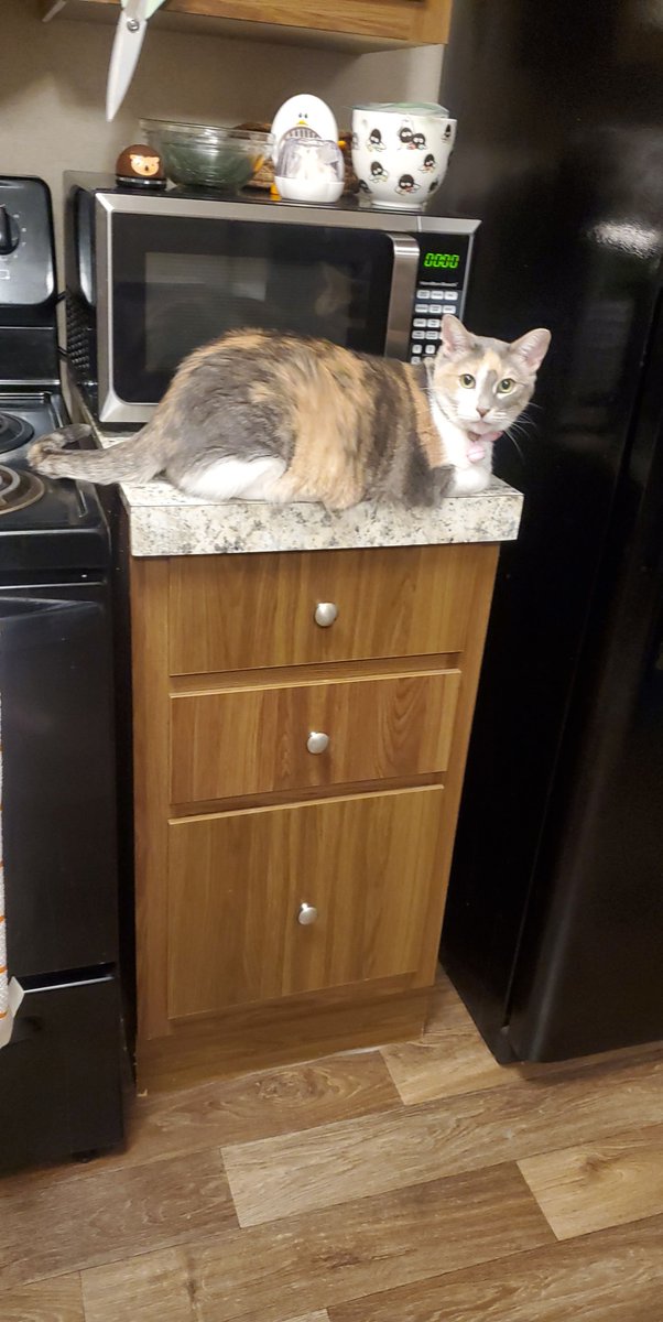 funnypeachh's tweet photo. @oreoeocat This is my baby Ophelia who has been gone for a few years now but she was 10 🩷 https://t.co/Mr9tXSDpqJ