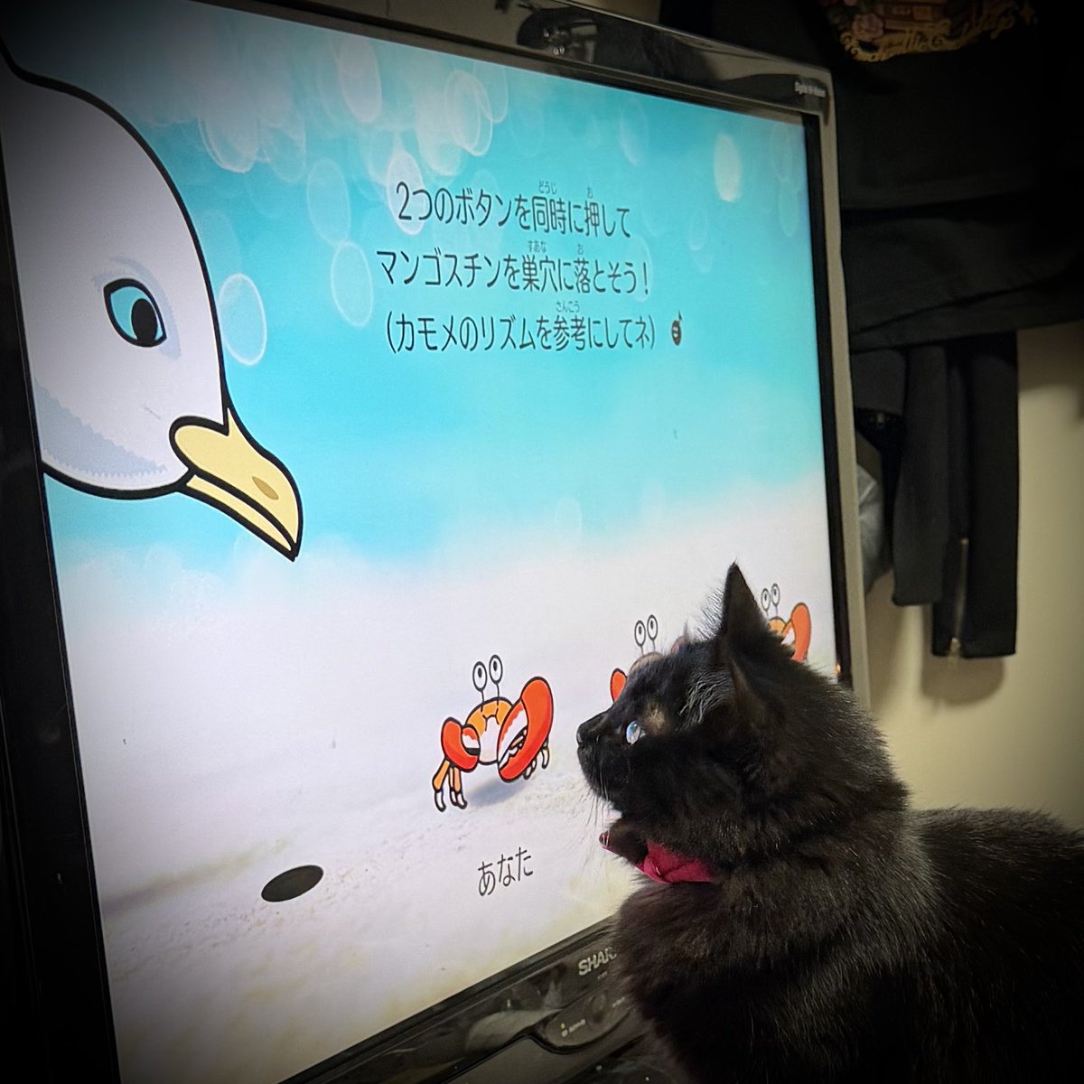 ItsukiYuin's tweet photo. ゲーム中TVにアタックを続ける🐈‍⬛ https://t.co/se6PFqZfbK
