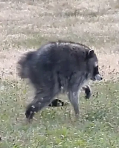 jimjoyer's tweet photo. we need to get jimothy in the next guardians of the galaxy movie alongside rocket racoon 🚀🦝✨

@Marvel @MarvelStudios https://t.co/7rTvCnogCi