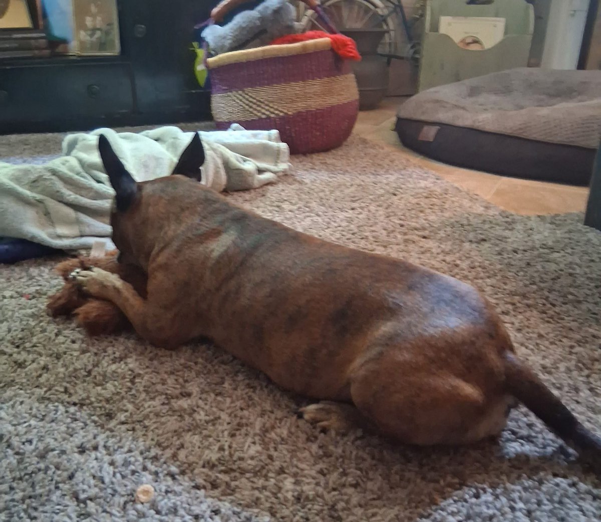 SaryraElize's tweet photo. Topic of the Day:  FLEAS 🪳
Soooo.... This is Ralph, Kodys Service Dog 🦮
I have used FrontLine Plus for 9 years and until last year had total success!  For the last 2 years especially this year even when applied he still gets covered in them. 

#servicedog #fleas #FrontlinePlus https://t.co/gJFTeUfIj4