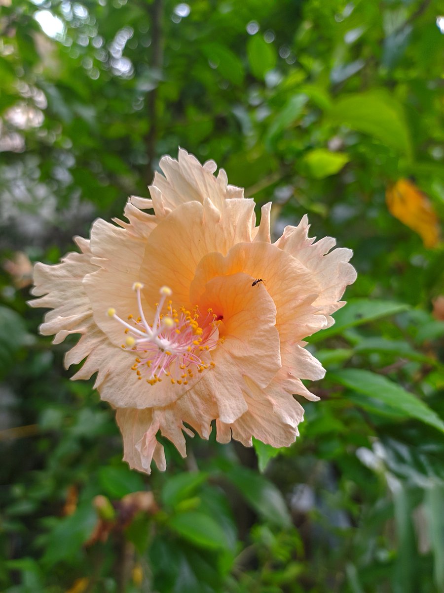 HiyaJafrin's tweet photo. Theme Friday flowers...My pic for today  #Hybiscus  #Flowers https://t.co/dtitMo74HT