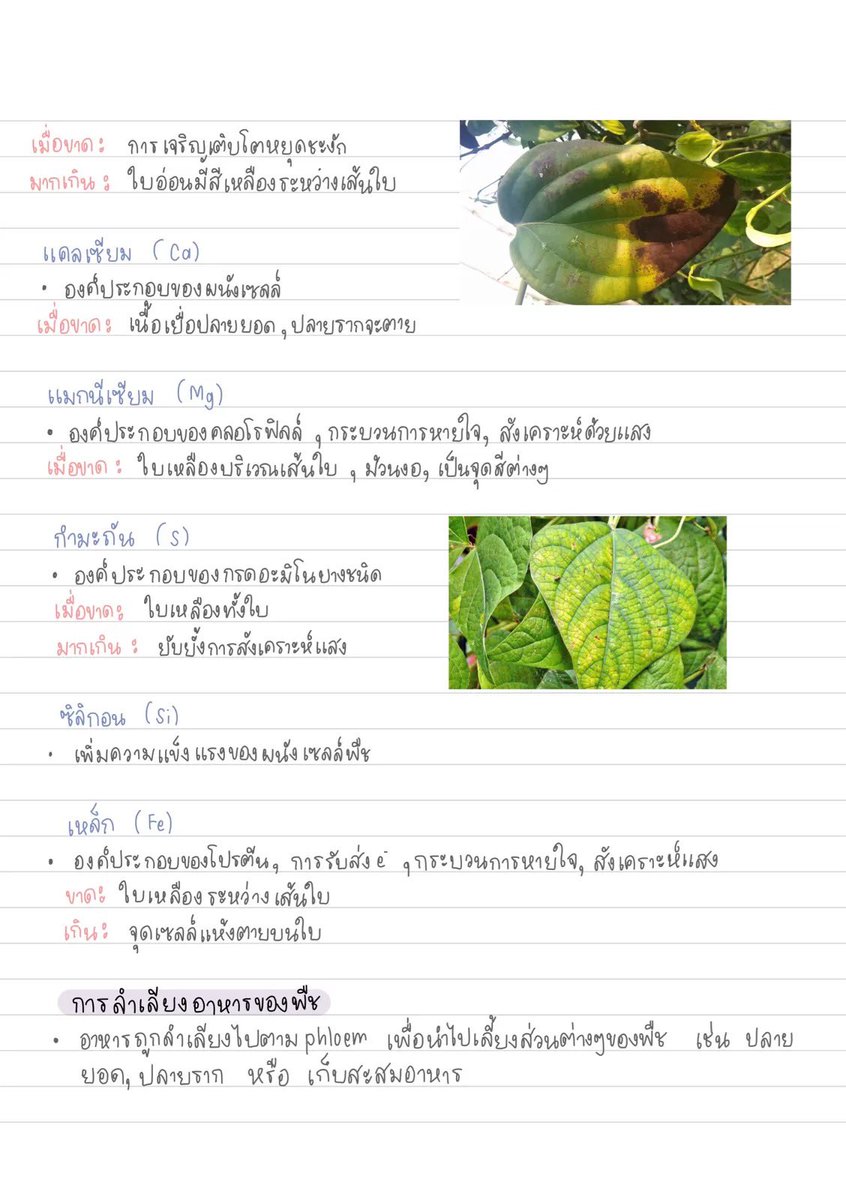 ClearThailand's tweet photo. ทบทวนเนื้อหาชีวะก่อนนอน วันนี้แอดมาแชร์สรุป “การลำเลียง ม.5” 🌳✨
แบบสั้น กระชับ เข้าใจง่าย 🥳📚
📗#Clearnote ขอขอบคุณโน้ตจาก คุณ Denttstudyy นะคะ
📚อ่านเต็ม ๆ ได้ที่ https://t.co/WHIcKMQlKW
#วิทยาศาสตร์ #ชีวะ #การลำเลียง #มอปลาย #ชีทสรุป #clearstudy #dek70 #dek71 #dek72 https://t.co/DiVsIJt6Sb