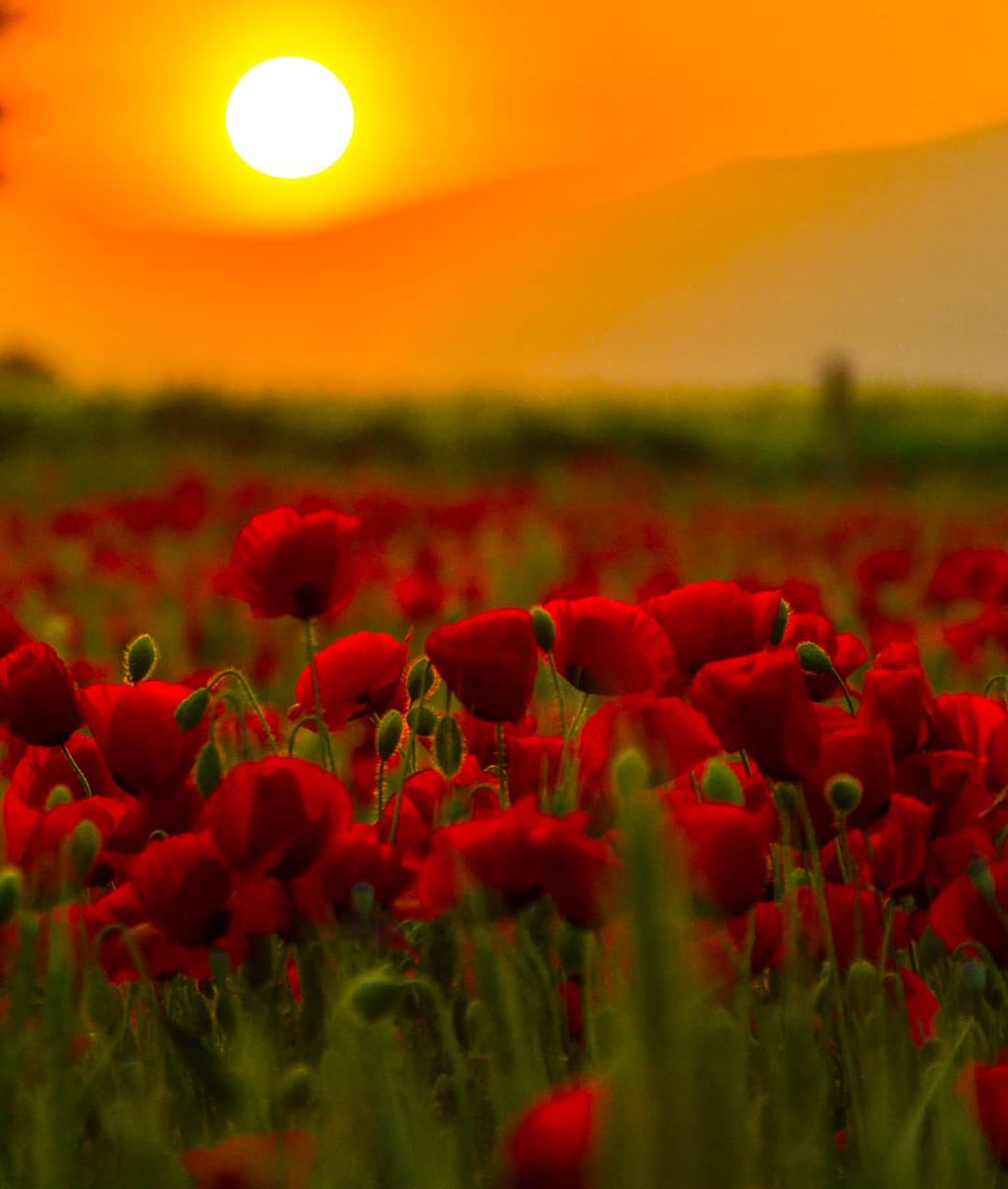Lola_Bandida's tweet photo. نخب https://t.co/m74tAFeFKc