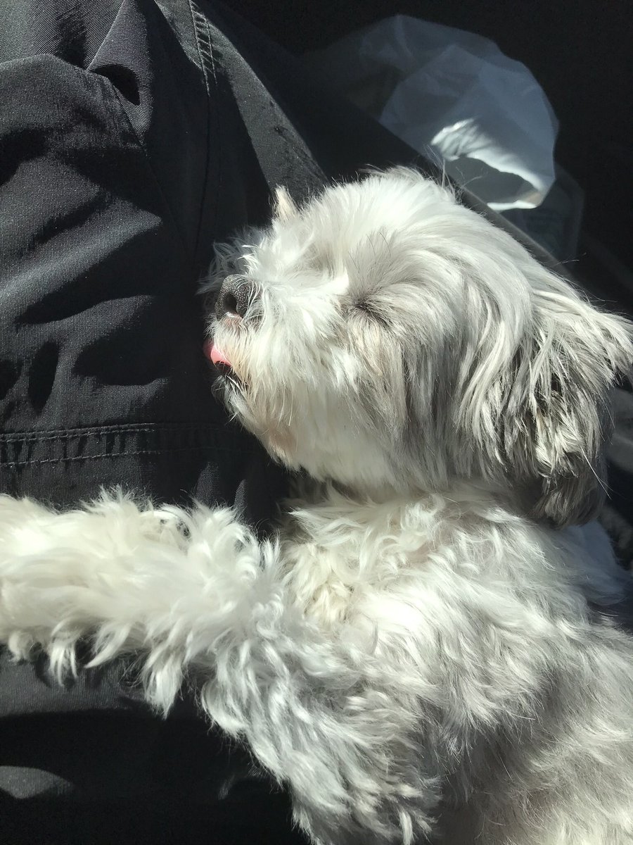 spitfireheist's tweet photo. @oreoeocat my oreo is almost 13🥹i hope he makes you feel a bit better. your stinky little pee girl is so missed https://t.co/gQZDeofLpT