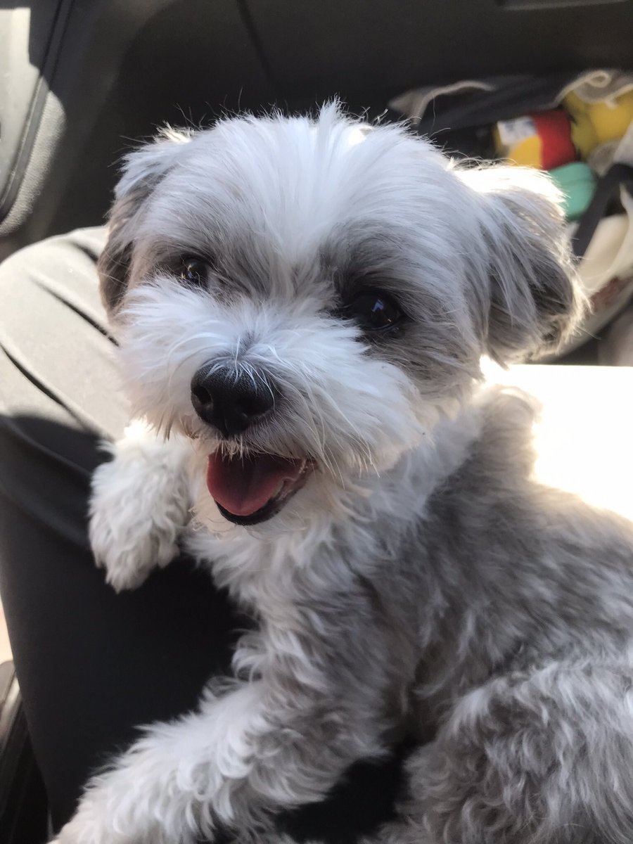 spitfireheist's tweet photo. @oreoeocat my oreo is almost 13🥹i hope he makes you feel a bit better. your stinky little pee girl is so missed https://t.co/gQZDeofLpT