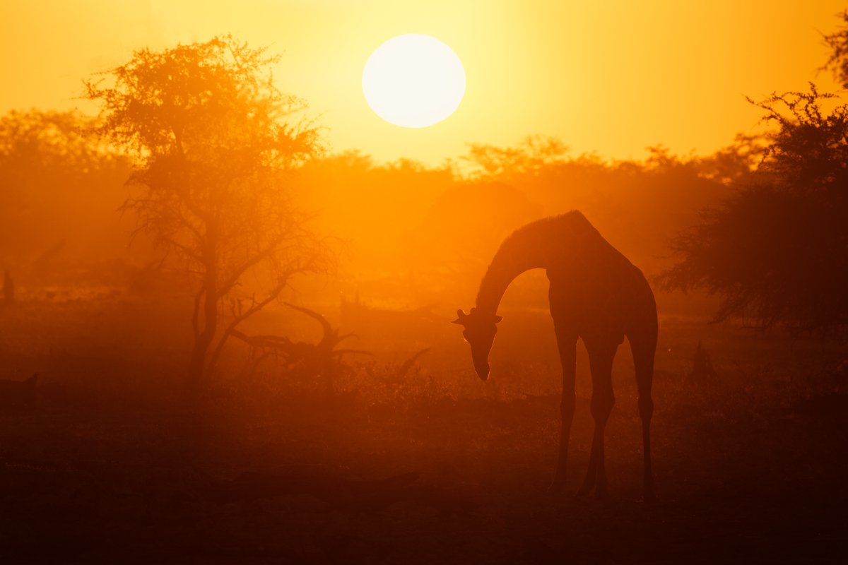bernabephoto's tweet photo. "Daughter of the Sun" Etosha National Park, Namibia https://t.co/Pc1tPaJSgN