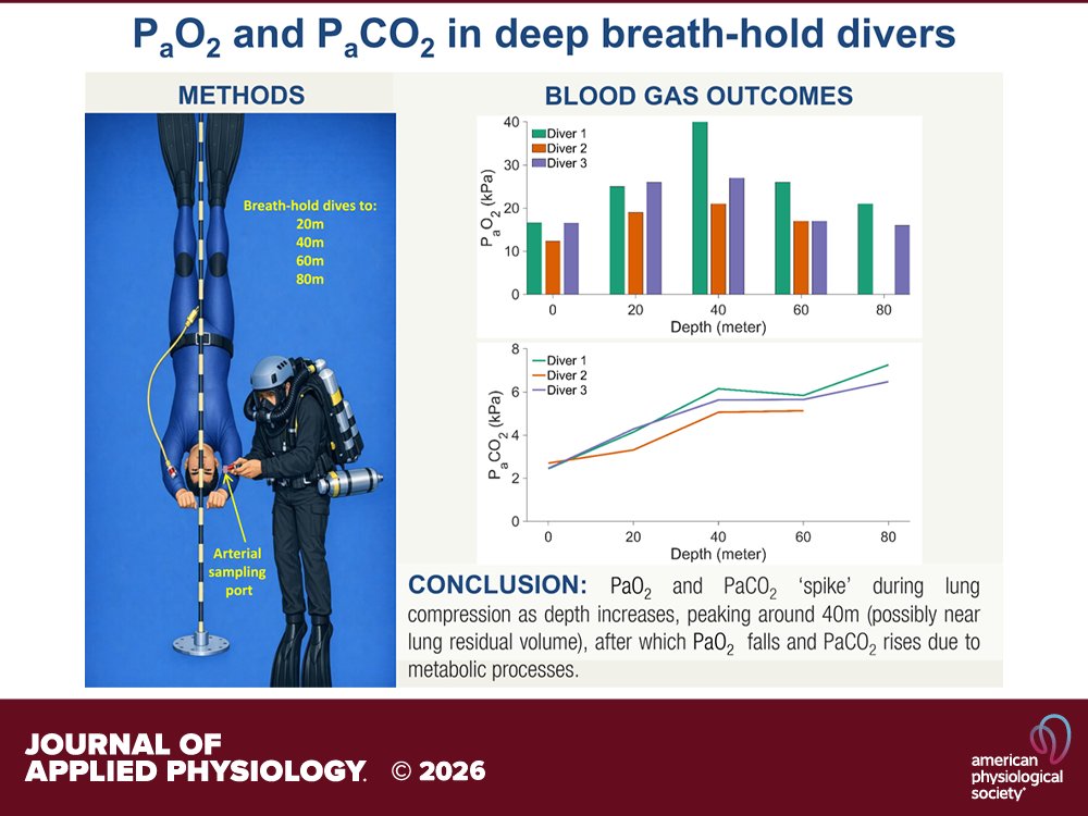 japplphysiol's tweet photo. #APSselect winner - Research Article by TKM Scott et al. (@AucklandUni @DANGlobalSafety) #Arterial #bloodgas changes in progressively deeper breath-hold dives
https://t.co/Jwm63mfliX https://t.co/2QIzHSSujn
