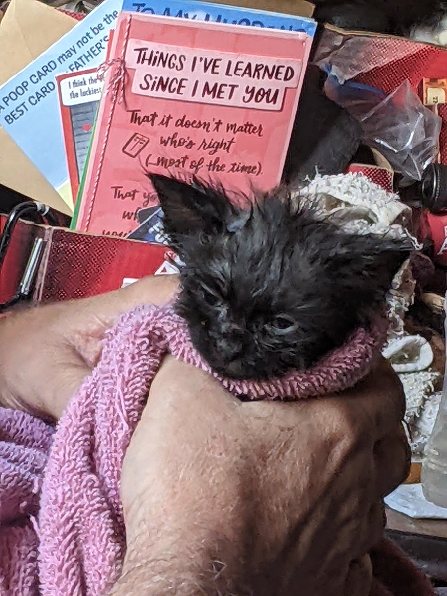 jbruorton21's tweet photo. So I gave Pickles a bath...and he turned into Baby Yoda ๐ธ
#calicocrew
#catsoftwitter
#chilltent https://t.co/43gygOmp5R