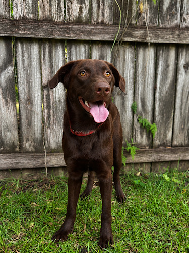 Labs4rescue's tweet photo. Meet Sal #4! This handsome 1-year-old 42 lb chocolate lab is sweet, goofy, playful and full of love! Potty &amp; crate trained, great with dogs and kids, Sal is ready for his forever family!
https://t.co/c4U0EUfm1m https://t.co/9B9067g3jo