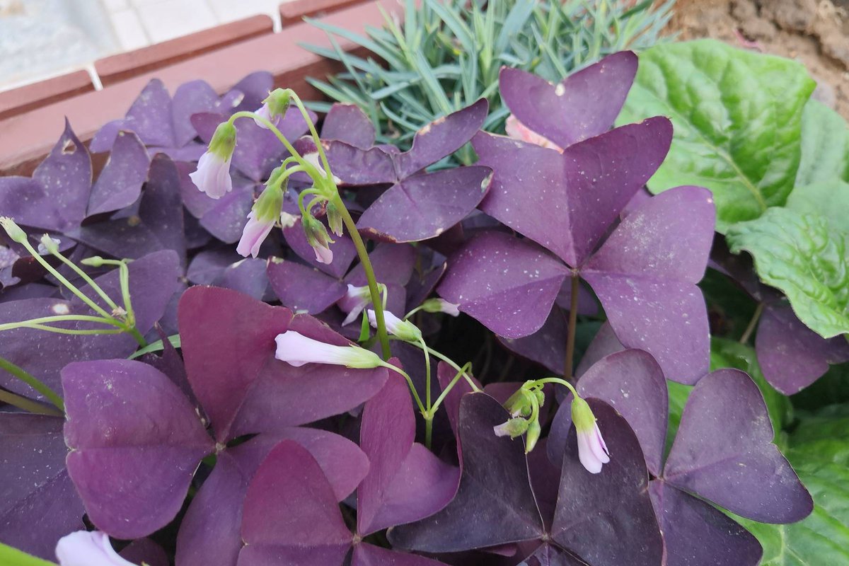 herrington_jeff's tweet photo. [Just tried sweet purple yams from the local market—creamy texture, natural honey sweetness, no extra sugar needed. Perfect for roasted snacks or mashes! Must-try root veggie! ]， https://t.co/w0ZkvFa2yg