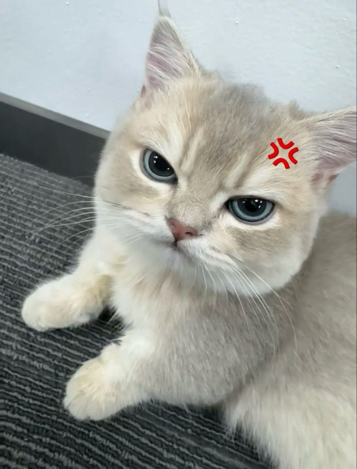nekocatts tweet picture