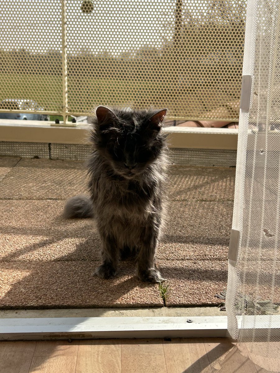 havylghul's tweet photo. @oreoeocat He’s 18, diabetic and blind but always ready for some treats https://t.co/IRmvVR5JHO