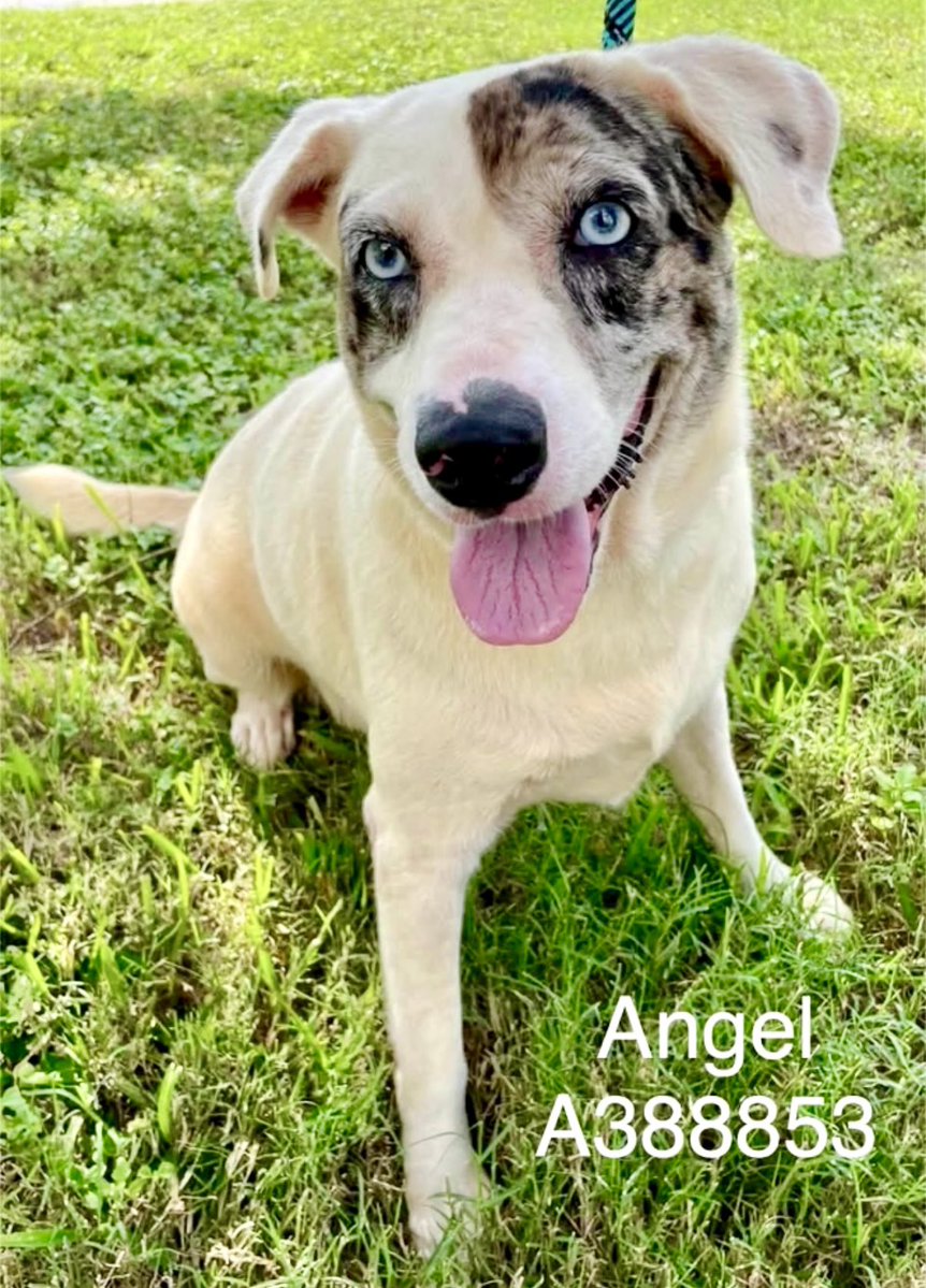 LeporidaeCheryl's tweet photo. So what exactly are we looking at HERE🤔??? 

This ❤️‍🔥FABULOUS❤️‍🔥 4️⃣ yo dog is appropriately named ANGEL #A38885. 

A GORGEOUS, Feminine Cattle Dog, perhaps mixed with  some Border Collie??? #CorpusChristiACS 

Maybe some Australian Shepherd ????

Either way, she's MUCH more than "just a pretty face‼️

Trust me, there's a FULLY working Brain in there.

She has an UNCANNY ability to read people & what she wants most is something she's NEVER had. 😭👇

She  wants someone to love her whom she can 💖 in RETURN. 

Please DON'T assume she'll be adopted. That ASSUMPTION can lead to her ☠️‼️

Please Pledge, Foster, or Adopt.