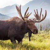 IanJarvis2000's tweet photo. My friend Dean Maclean from Aberdeen always says ‘moose’ when he talks about a mouse. The problem is, he also says ‘moose’ when he talks about a moose. He currently suspects he has a moose living in his loft, but how the hell is anyone supposed to know which animal he means? https://t.co/vlahOimZ1r