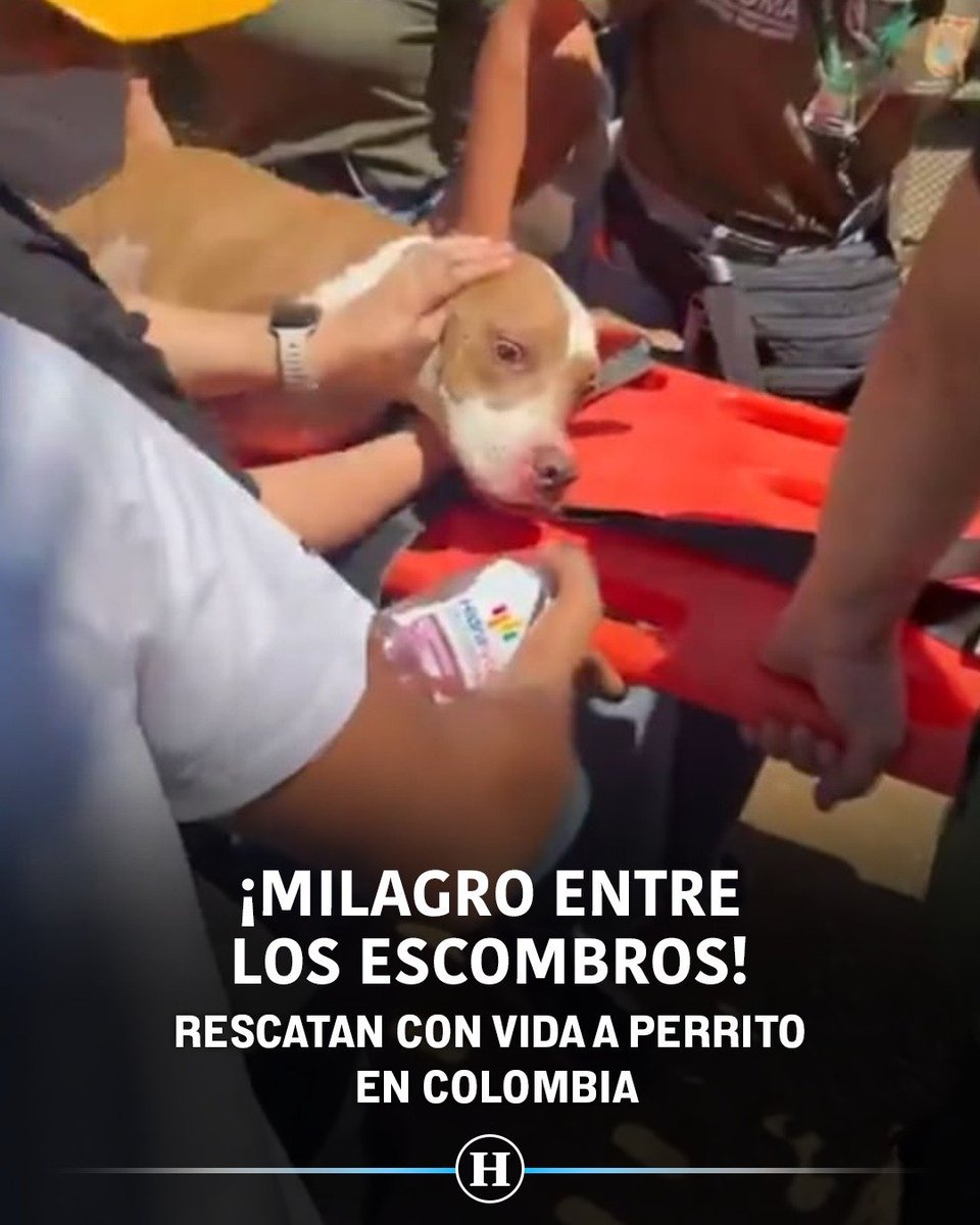 heraldodemexico's tweet photo. 🚨🐶 Un perrito fue encontrado entre los escombros tras el colapso de una edificación durante el terremoto en Colombia. 🥺❤️

El lomito fue atendido por veterinarios mientras su familia esperaba con esperanza su rescate. 🙏🐾 https://t.co/SzHsLCJLrw