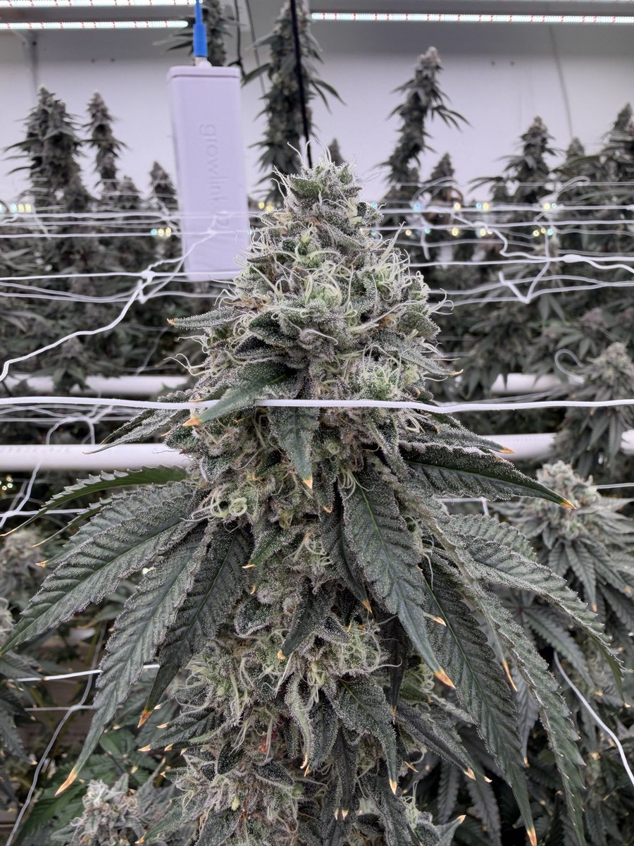 ganjaside420's tweet photo. Fuji 🗻 this one has a crazy gas and apple z combo that’s blending very well. #WeedItaly #Legalizziamo #IoColtivo #Regeni https://t.co/93ThfKyaKa