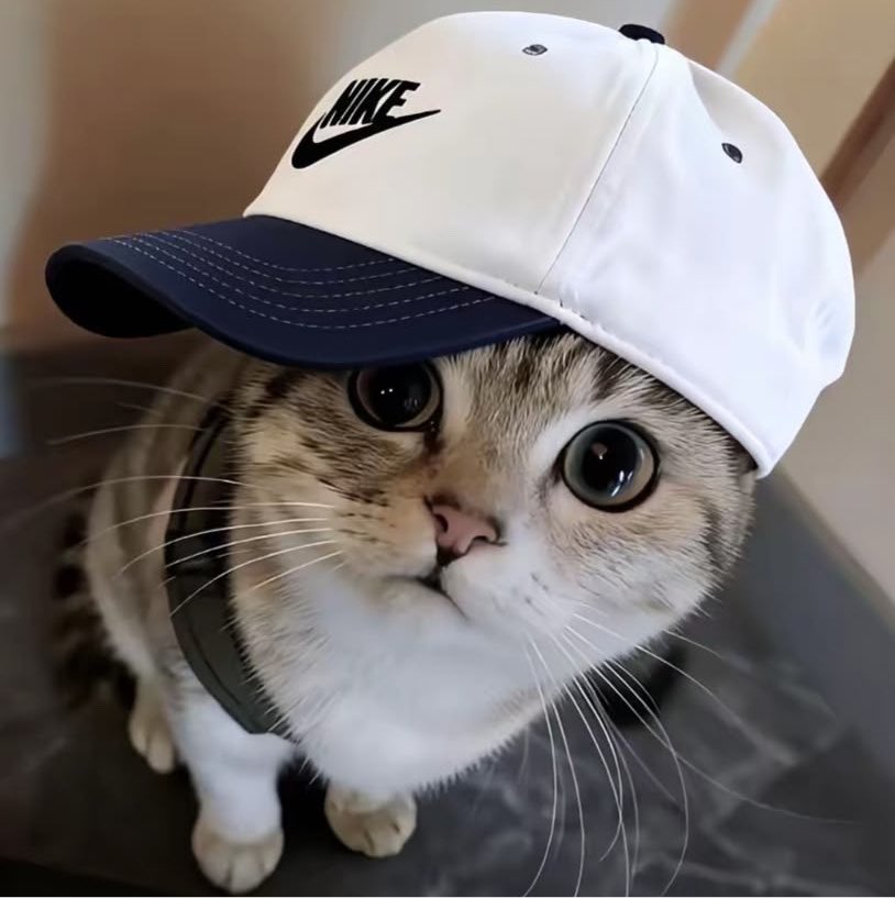 PYPAWNUN's tweet photo. ไม่ใช่ก็ใกล้เคียง แมวใส่หมวกบ๊องอะ https://t.co/CbiQT8XIr1