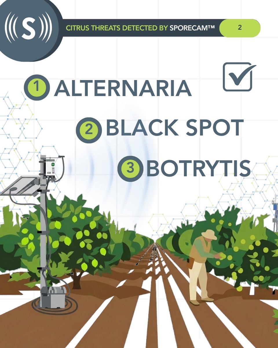 Scanittech's tweet photo. 🍊One grove. 3 invisible threats.
Alternaria. Black Spot. Botrytis. All attack before symptoms show and by the time you see damage, the spray window's gone.
SporeCam™ detects airborne citrus pathogens in real time. Protect your grove before disease takes hold. https://t.co/jq9B4OUxye