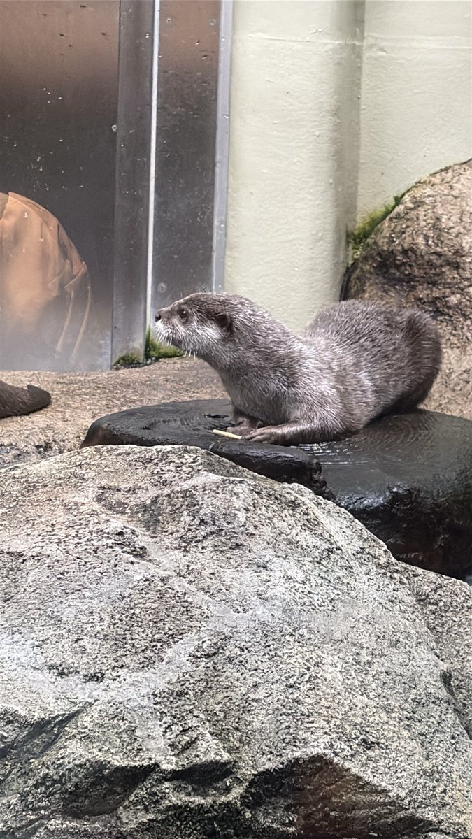 seele_29's tweet photo. 今日は地元の水族館に行ってきたぜ🌊
お昼にタコのパスタ食べてバリ気まずい https://t.co/BK5vj8FJDI