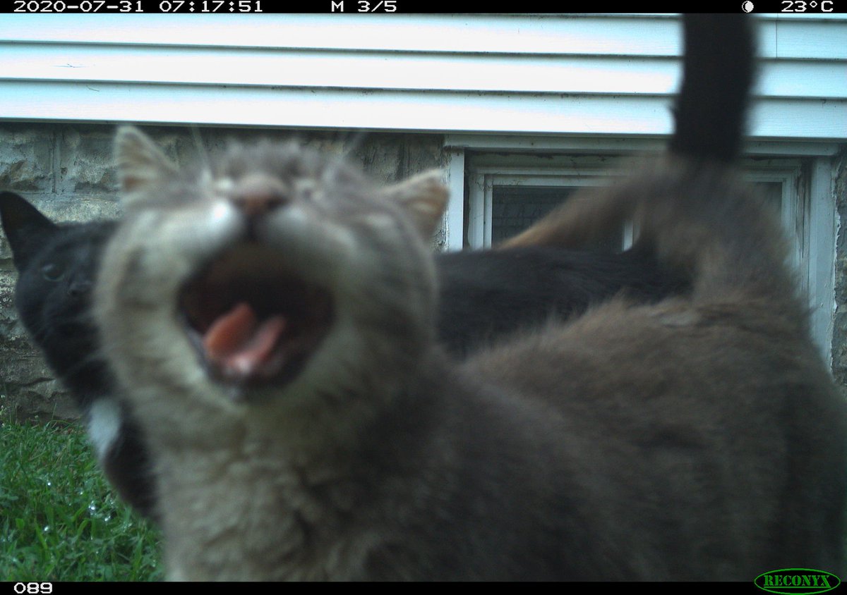 Trail_Cams's tweet photo. https://t.co/voO5QFCbDx