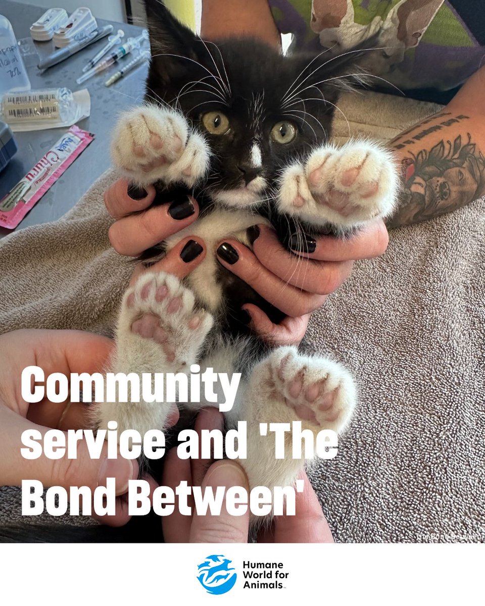 Humane_Pro's tweet photo. In this Partners in Action feature, we are excited to highlight The Bond Between, a Minnesota rescue that operates a full-service vet clinic, low-cost wellness clinics and a range of community service programs! 🙌

Among their innovative approaches: “kitten surrender” events, which are designed to keep kittens and pregnant cats out of shelters while tackling local cat overpopulation. 

The program serves community members who have been caring for stray litters or who find themselves with an unwanted litter or pregnant cat. 🐱 Kittens coming in without their mother must be old enough to eat solid food independently and socialized enough to be handled safely.

During a typical event, they admit between 100 and 150 kittens and successfully place almost all of them into foster homes on the same day! 🎉

To break the breeding cycle, The Bond Between offers free spay/neuter for the mom and dad cats. 💙 Learn more about their incredible work at: https://t.co/cxsBQekSQ3