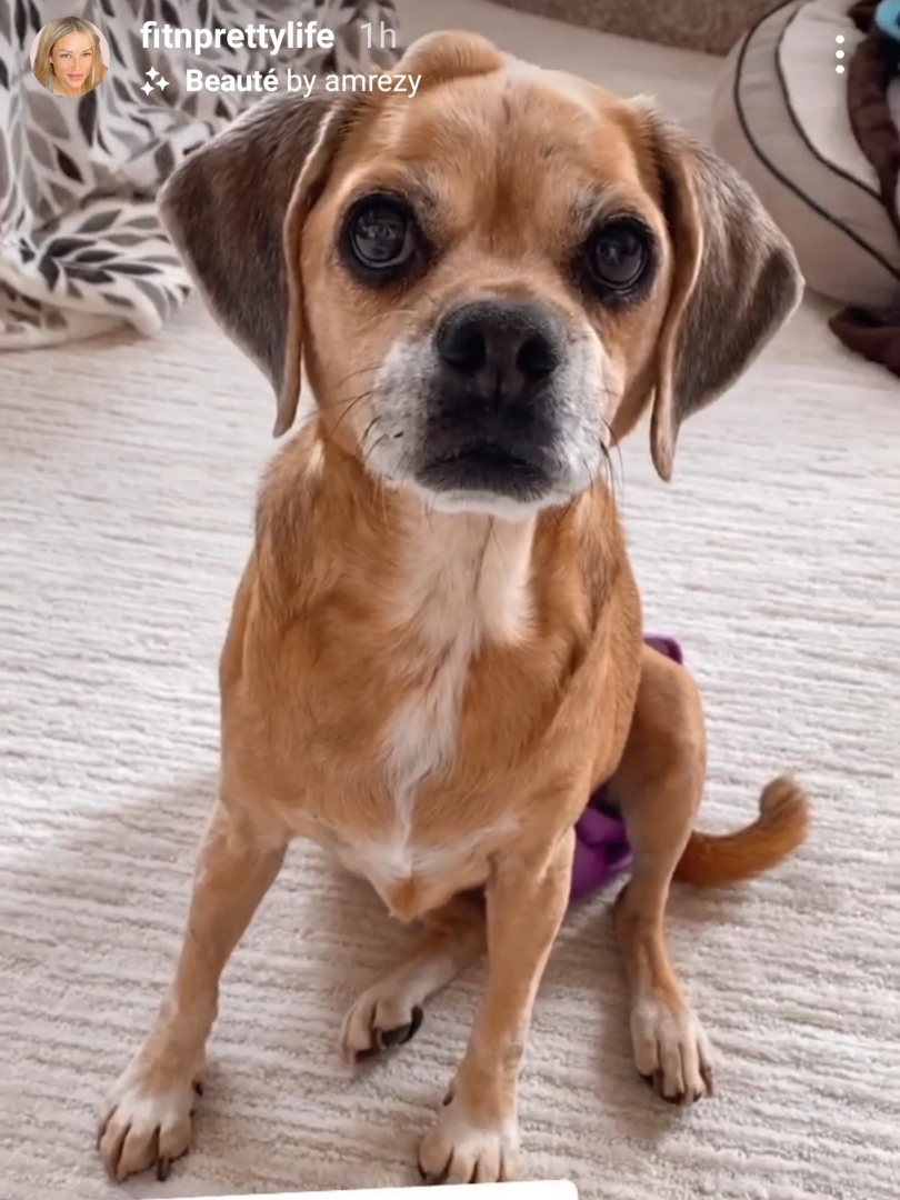 MarkKrockover's tweet photo. Happy Friday from Gucci #Gucci #Puggle #Dog #Friday #FridayVibes #FridayThoughts #FridayMotivation https://t.co/xCo7TWmYQH