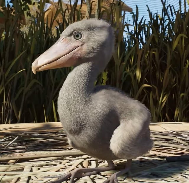 ttjesje's tweet photo. can’t get over the newly announced planet zoo 2 baby shoebill. i want to hold him like american football https://t.co/m7GH0NaFQ5