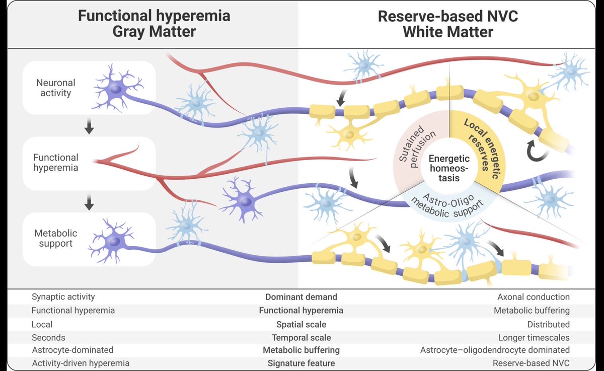 MatuteC_'s tweet photo. Does neurovascular coupling work differently in #whitematter?

@TrendsEndoMetab I propose reserve-based NVC: sustained vascular support, glial metabolic buffering &amp; local energy reserves complement functional hyperemia.

🔗 https://t.co/lyLBH5vbkB

#myelin https://t.co/ojRbGqcDuL