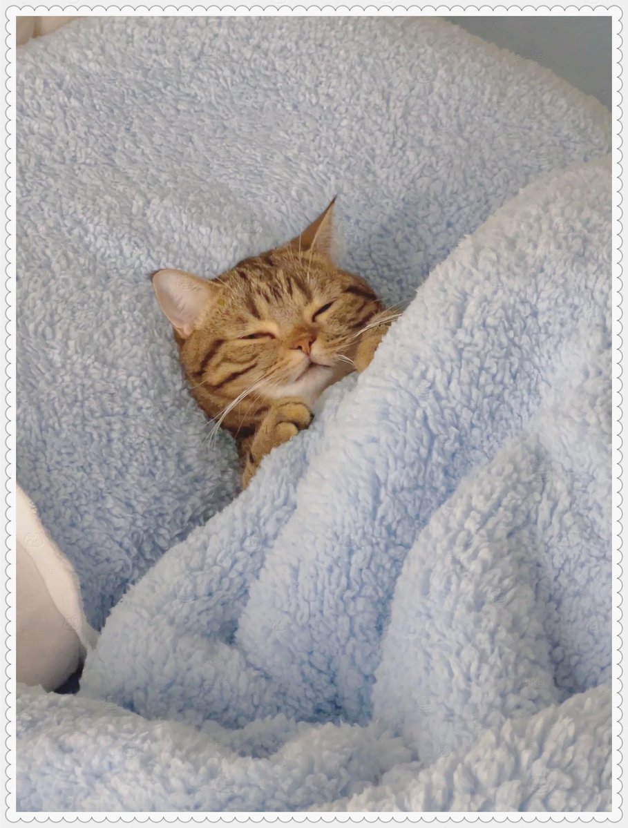 EdvFifth's tweet photo. Cozy weekend just hit—sipping hot cocoa by the window while my cat naps on the knit blanket. No plans, just warm vibes that feel like a hug. https://t.co/5PknupWINp