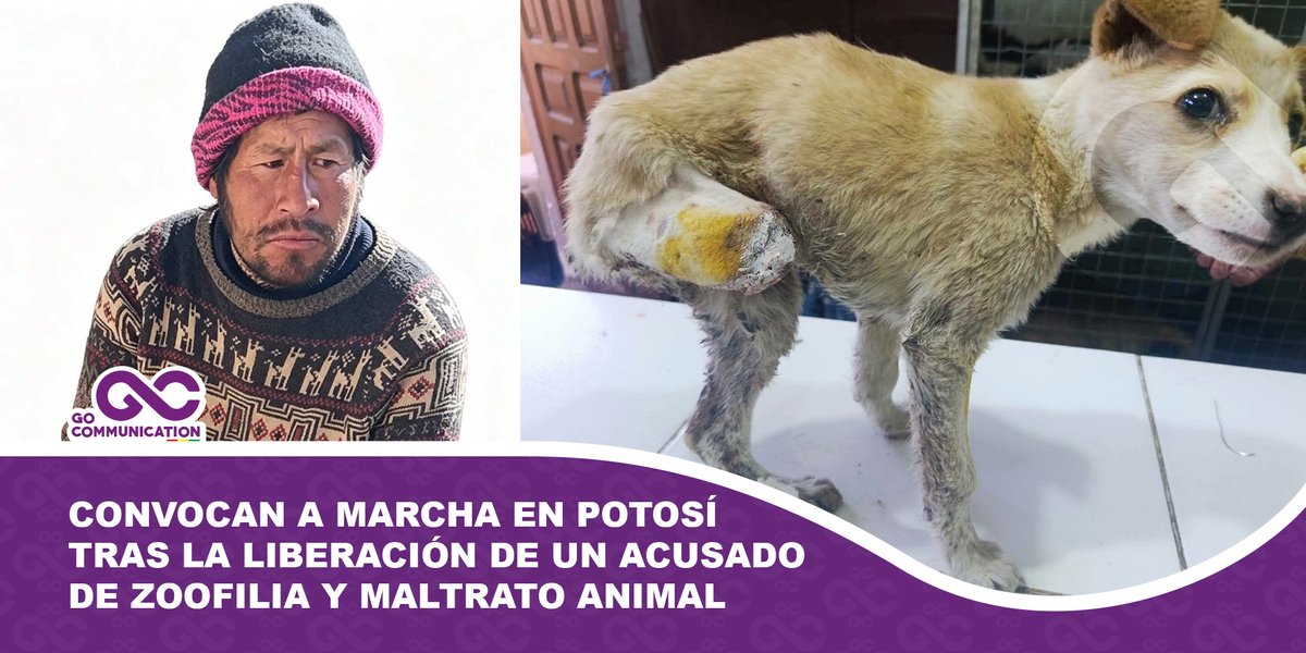 GoComBolivia's tweet photo. 🚨Animalistas convocan a marcha tras la liberación de sujeto acusado de vejar y maltratar perritos en Potosí🐾⚠️

💥Colectivos defensores de los animales y vecinos convocaron a una movilización tras la liberación de un hombre señalado por constantes abusos y agresiones s3xu4l3s contra canes en la zona Villa Venezuela. Pese a que el sindicado fue arrestado por Pofoma tras hallarse un perro con lesiones y sangrado, recuperó su libertad bajo el argumento de falta de pruebas suficientes⚖️🪧.

Lee la nota👇
https://t.co/eYTPDEiq78

🔗Únete al grupo oficial de WhatsApp y Telegram📱

➡️WhatsApp
https://t.co/vUd4eia2BK

➡️Telegram
https://t.co/MnTDodDU4C

#Potosi #NoAlMaltratoAnimal #Biocidio #Pofoma #Indignante