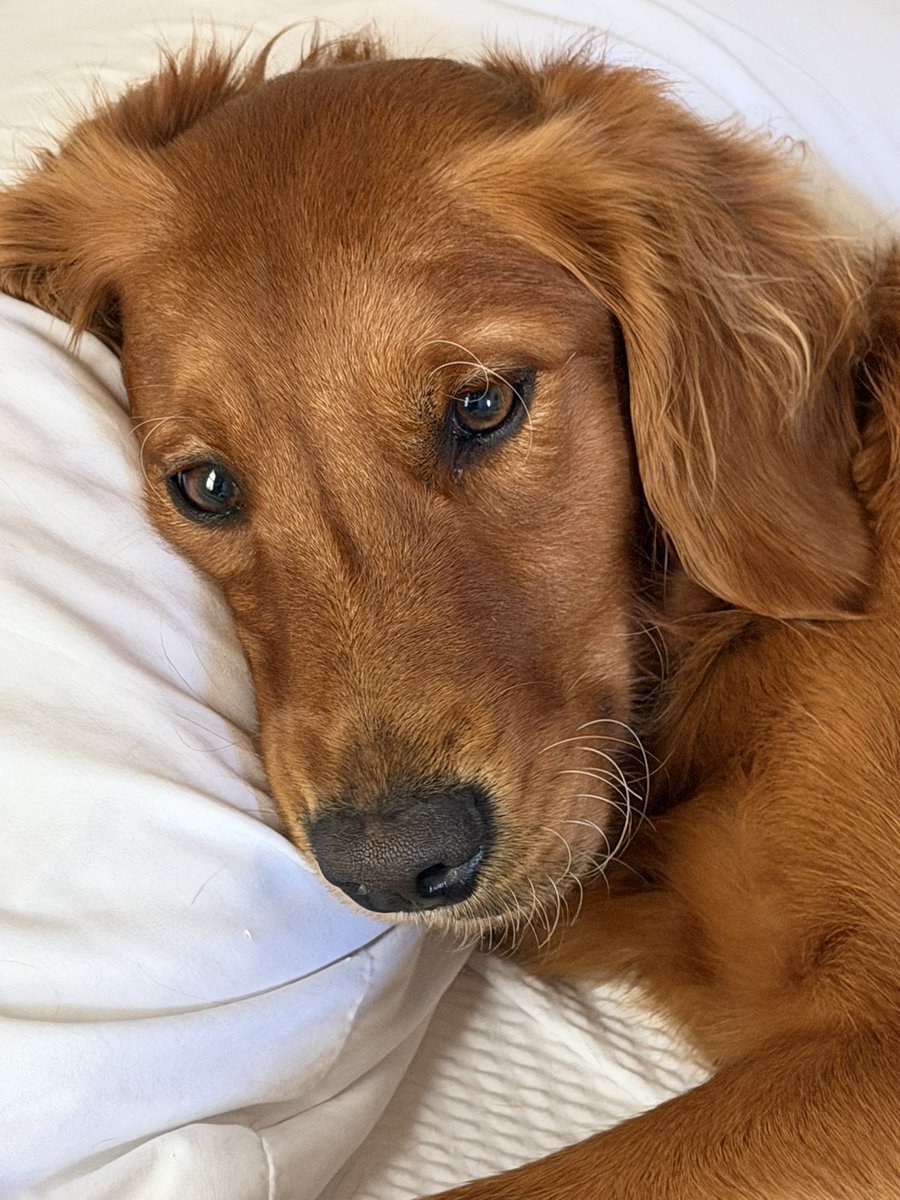 PetMayorNatty's tweet photo. I’m still “Shaggy Tired” from a busy week of playing with my friends at Shaggy Hound - Starkville, MS https://t.co/bj8S1MnDLd