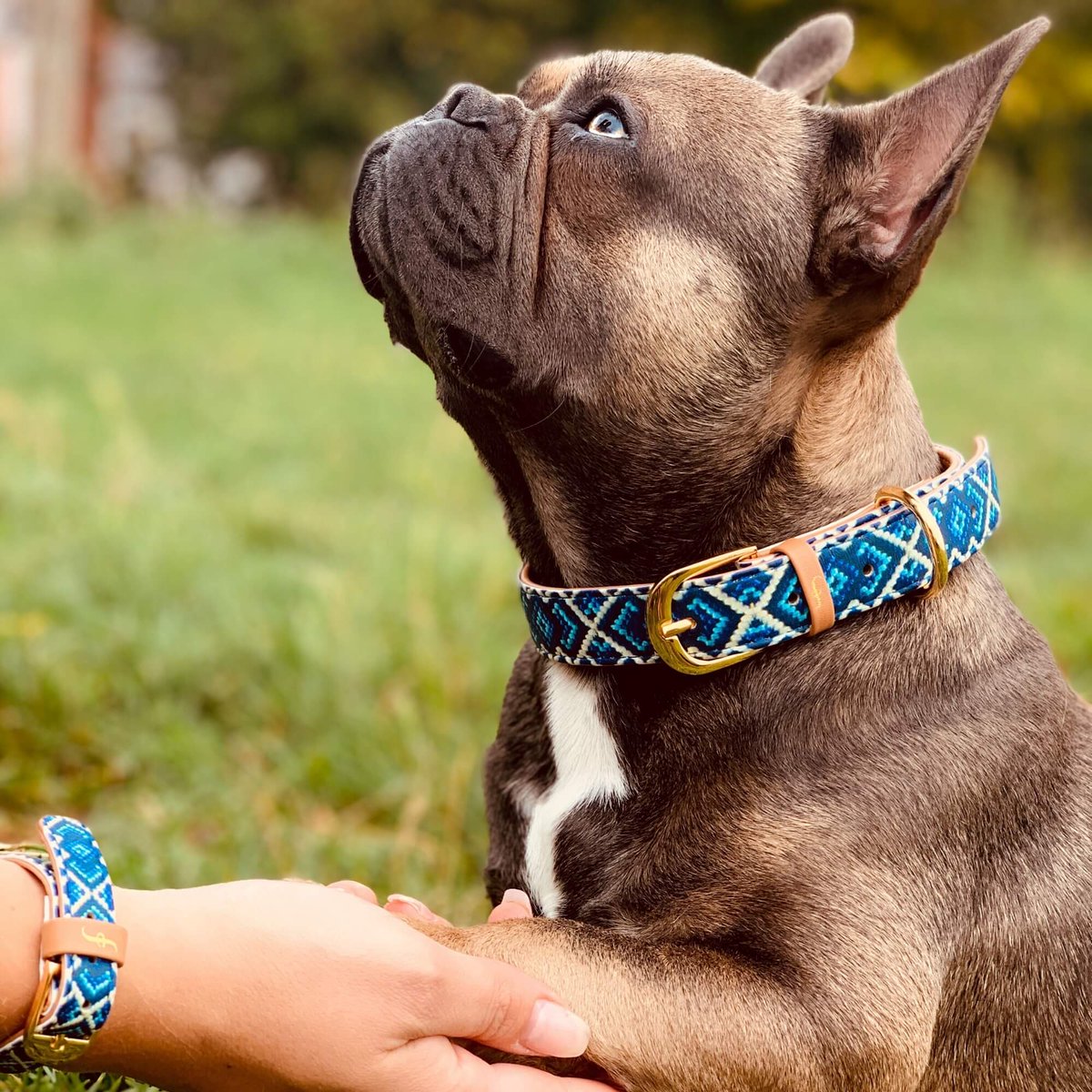 FCollars's tweet photo. A paw in my hand, a best friend in my heart. 🐶✨ 💙

#BestFriendGoals #DogLove #ForeverMyBaby #friendshipcollar #love https://t.co/iVv8f8JRW8