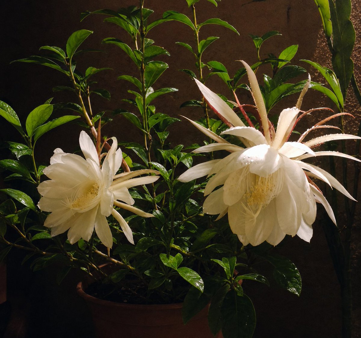priety_preets's tweet photo. Here they are!
The auspicious, divine flowers, that bloom only once a year, that too in the night, have bloomed fully, finally.
#Timelapse
#QueenOfTheNight
#Brahmakamal https://t.co/46FVFrHp9T