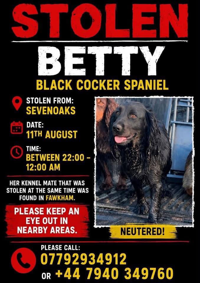 colliesontherun's tweet photo. #SpanielHour
#findBetty 
STOLEN FROM KENNEL IN #Sevenoaks 11/8/26 between 10pm - midnight
Her kennel friend who was taken too was found in #Fawkham 
BLACK/ADULT #CockerSpaniel 
CHIPPED/NEUTERED 
#KENT #TN14 
https://t.co/vqh1lXk3Ur
@staplehurstmon @Jim4Dartford @DartfordNews https://t.co/ywxh67Xfux