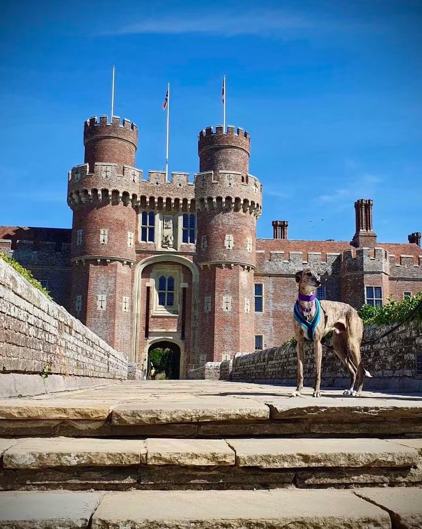 LurcherSOS's tweet photo. Tiernan is waiting patiently for his furever home after a lovely day out exploring a very impressive castle 🏰🐾
He’s taking it all in his stride, but little does he know…🤫we might have a home check booked for him! 👀❤️
Could this be the start of his happily ever after? 🥹🐾 https://t.co/wtXmtB3q0i