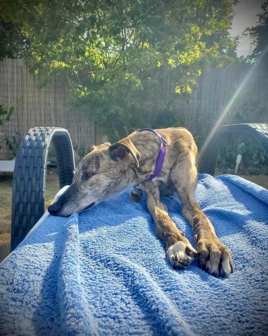 LurcherSOS's tweet photo. Tiernan is waiting patiently for his furever home after a lovely day out exploring a very impressive castle 🏰🐾
He’s taking it all in his stride, but little does he know…🤫we might have a home check booked for him! 👀❤️
Could this be the start of his happily ever after? 🥹🐾 https://t.co/wtXmtB3q0i