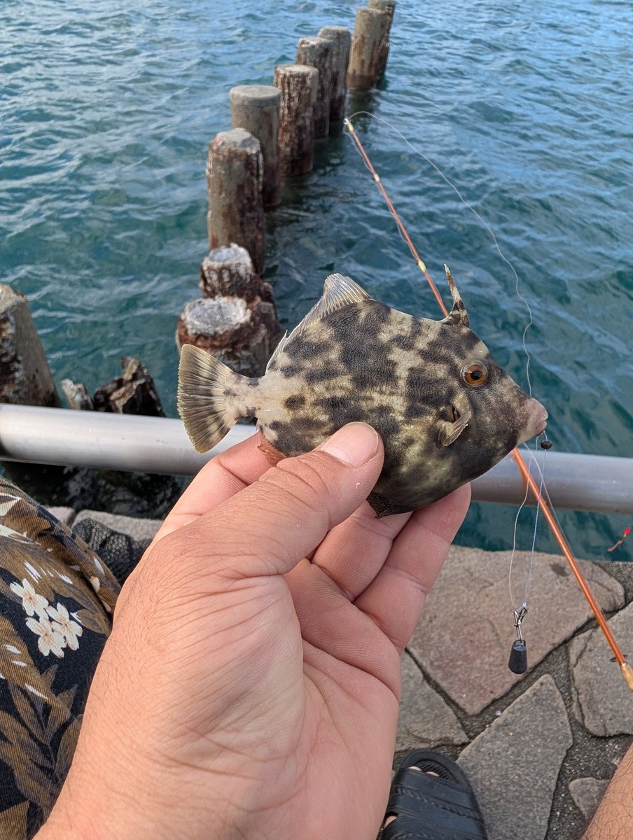RTharusame's tweet photo. ぐるっと回って流れ着いた浜名湖にて遊んでる😌 https://t.co/aCX41D7emv