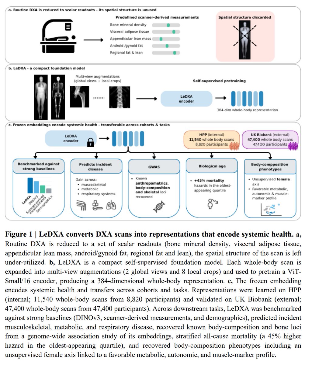 iScienceLuvr's tweet photo. This is quite an interesting paper...

DEXA scans are used to measure bone density and body composition.

Here, authors trained a LeJEPA model on 11,540 DEXA scans which can then be used to extract clinically meaningful, whole-body representations of body.

For example, the model can predict Type 2 Diabetes, osteoporosis, biological age, and so much more.

Link to paper: https://t.co/Pp4jMPFDiU