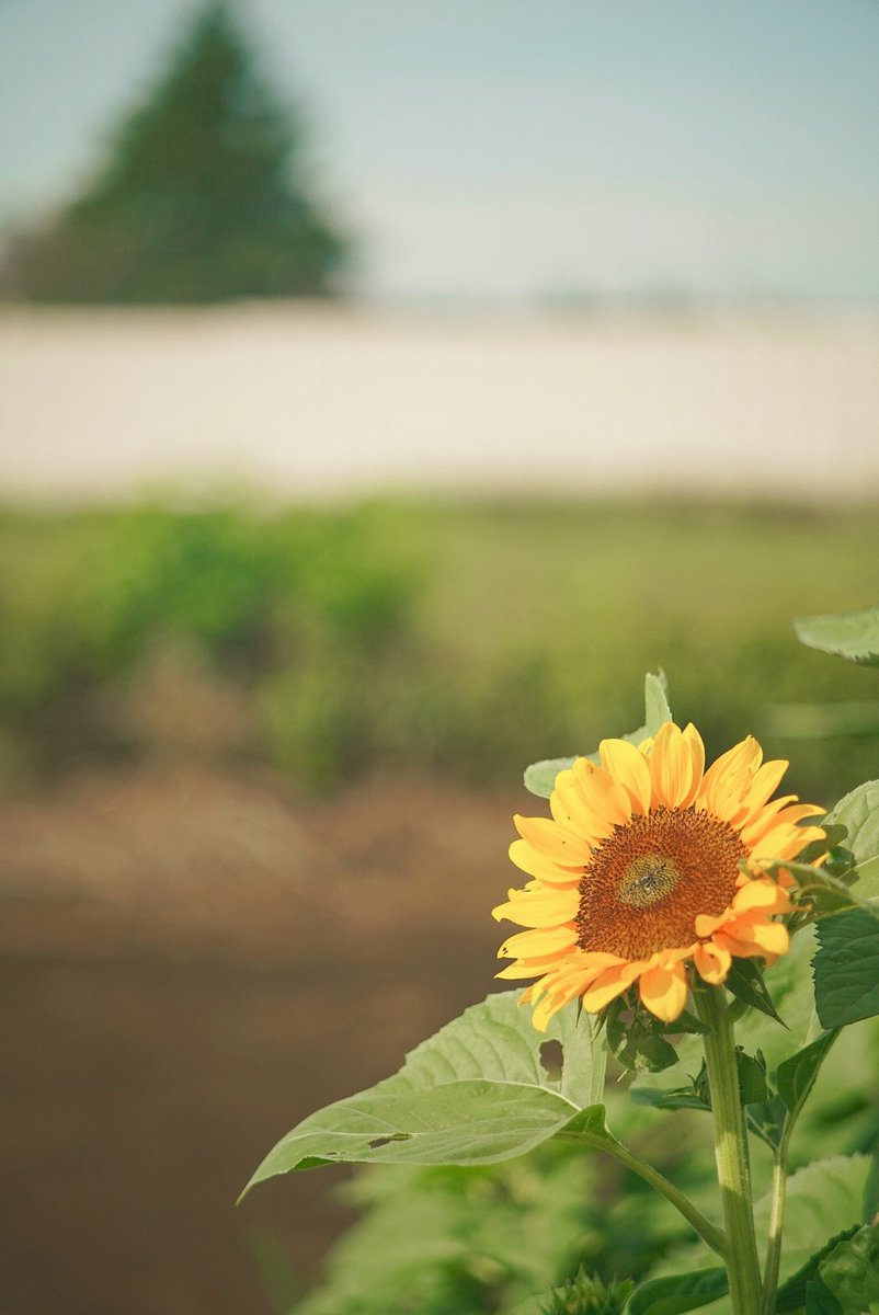 空を向いて咲くひまわり🌻 8月11日、埼玉県所沢市 所沢ひまわり畑にて