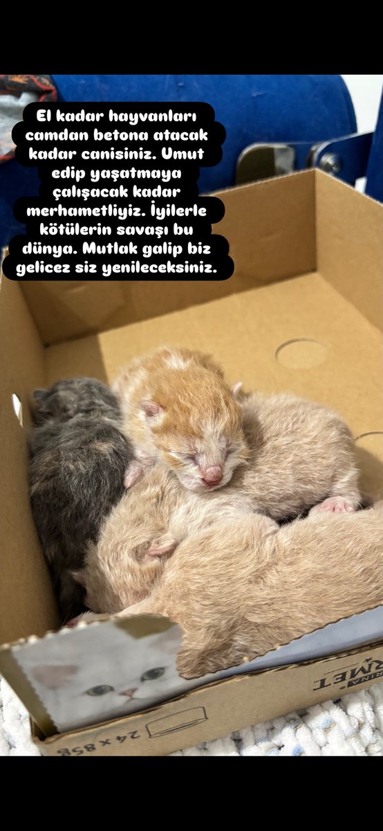 semayrdmmm's tweet photo. El kadarken poşete bağlanıp camdan atılmışınız ama hayat şimdi çok güzel 🩶 https://t.co/5gMD4N8l9T
